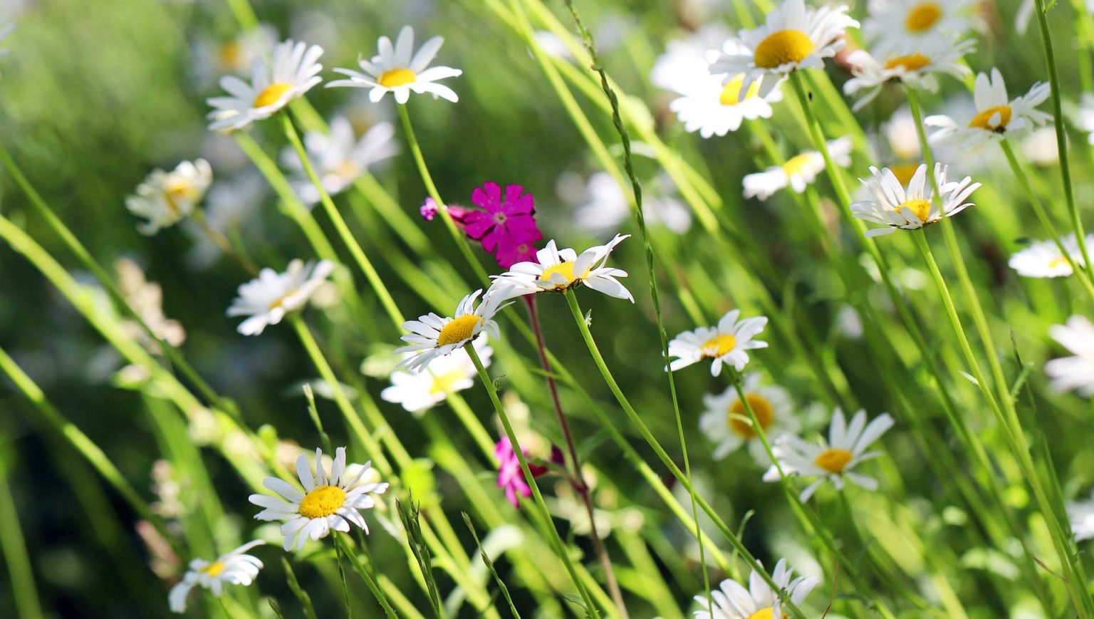 Axeda Onskar Dig En Fin Sommar 1536X869